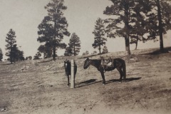 Two Horses Hitched to Post, Arizona Homestead